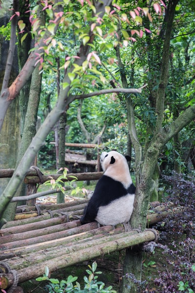 熊猫坐在竹签树木簇拥着
